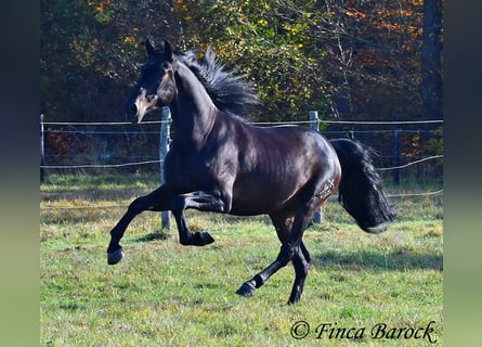 PRE Mestizo, Caballo castrado, 4 años, 161 cm, Morcillo