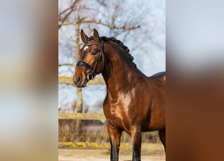 PRE Mestizo, Caballo castrado, 4 años, 162 cm, Castaño