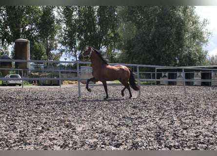 PRE, Caballo castrado, 4 años, 162 cm, Castaño