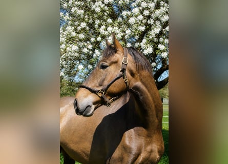 PRE, Caballo castrado, 4 años, 162 cm, Musgo marrón