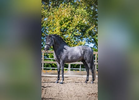 PRE Mestizo, Caballo castrado, 4 años, 162 cm, Tordo