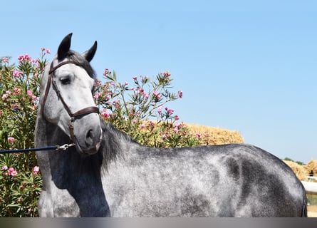 PRE, Caballo castrado, 4 años, 162 cm, Tordo