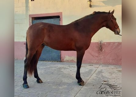 PRE Mestizo, Caballo castrado, 4 años, 163 cm, Castaño