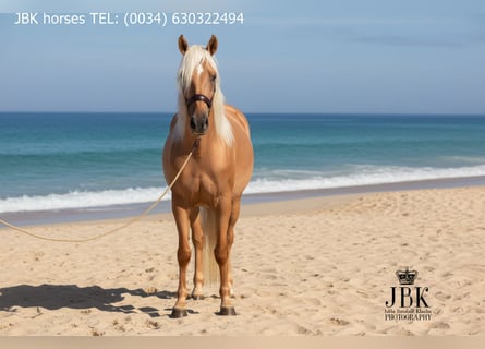 PRE, Caballo castrado, 4 años, 163 cm, Palomino