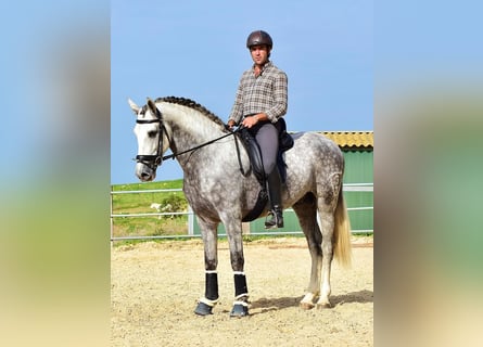 PRE Mestizo, Caballo castrado, 4 años, 163 cm, Tordo