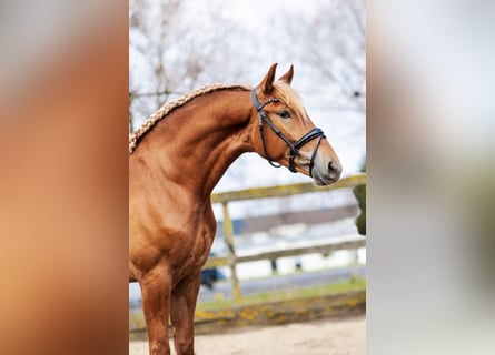 PRE Mestizo, Caballo castrado, 4 años, 164 cm, Alazán