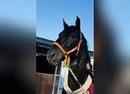 PRE Mestizo, Caballo castrado, 4 años, 164 cm, Negro