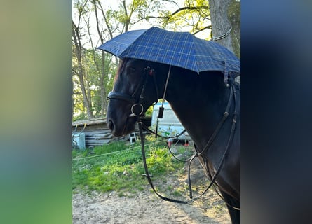 PRE Mestizo, Caballo castrado, 4 años, 164 cm, Negro