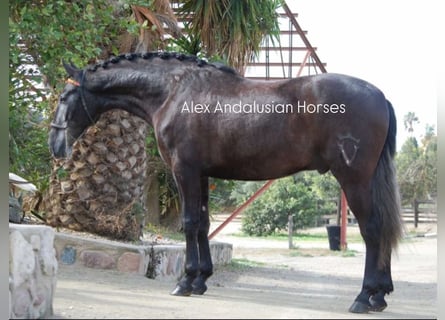 PRE Mestizo, Caballo castrado, 4 años, 164 cm, Tordo