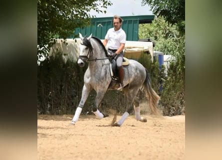 PRE Mestizo, Caballo castrado, 4 años, 164 cm, Tordo