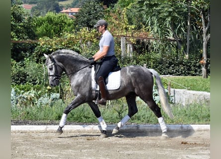 PRE Mestizo, Caballo castrado, 4 años, 164 cm, Tordo