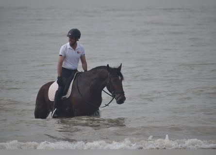 PRE, Caballo castrado, 4 años, 165 cm, Castaño