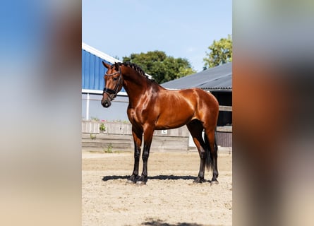 PRE, Caballo castrado, 4 años, 165 cm, Castaño