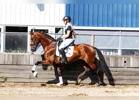 PRE, Caballo castrado, 4 años, 165 cm, Castaño