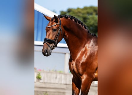 PRE, Caballo castrado, 4 años, 165 cm, Castaño