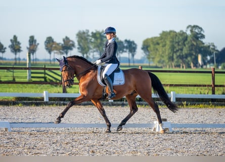 PRE Mestizo, Caballo castrado, 4 años, 165 cm, Castaño oscuro