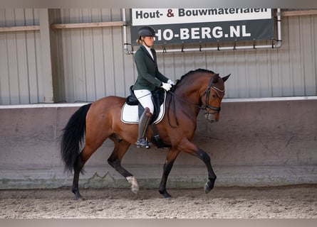 PRE Mestizo, Caballo castrado, 4 años, 165 cm, Castaño oscuro