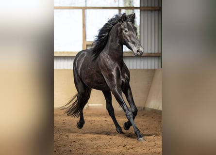 PRE Mestizo, Caballo castrado, 4 años, 165 cm, Tordillo negro