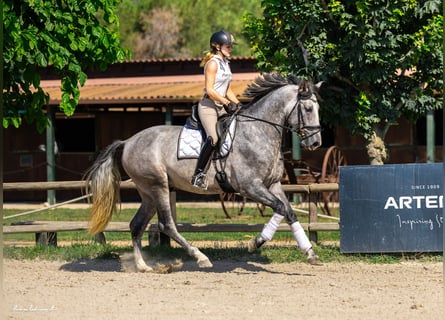 PRE Mestizo, Caballo castrado, 4 años, 165 cm, Tordo