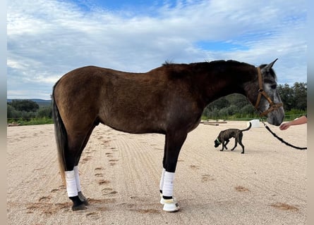 PRE, Caballo castrado, 4 años, 165 cm, Tordo