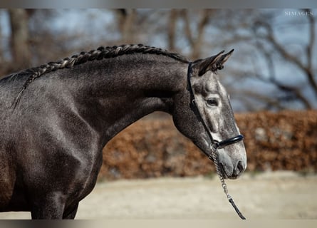 PRE, Caballo castrado, 4 años, 165 cm, Tordo rodado