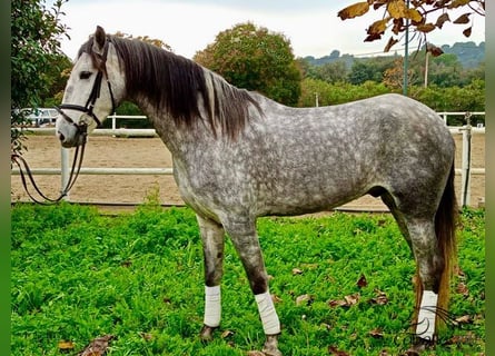 PRE Mestizo, Caballo castrado, 4 años, 165 cm, Tordo rodado