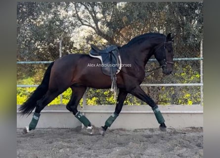 PRE Mestizo, Caballo castrado, 4 años, 166 cm, Castaño oscuro