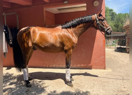 PRE, Caballo castrado, 4 años, 166 cm, Castaño rojizo