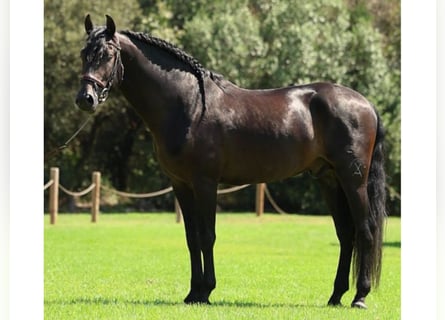 PRE Mestizo, Caballo castrado, 4 años, 166 cm, Negro