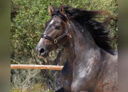 PRE, Caballo castrado, 4 años, 166 cm, Tordo