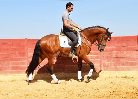 PRE, Caballo castrado, 4 años, 167 cm, Castaño