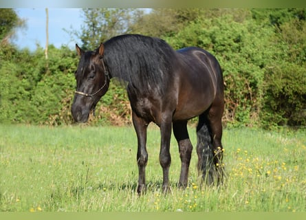 PRE Mestizo, Caballo castrado, 4 años, 167 cm, Negro