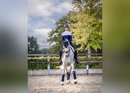 PRE Mestizo, Caballo castrado, 4 años, 167 cm, Tordo