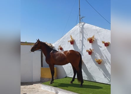 PRE Mestizo, Caballo castrado, 4 años, 168 cm, Castaño