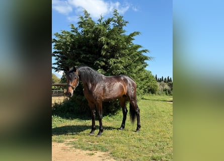PRE Mestizo, Caballo castrado, 4 años, 168 cm, Castaño oscuro