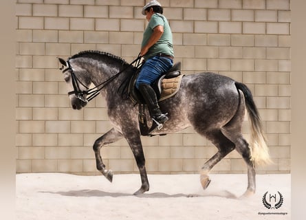 PRE Mestizo, Caballo castrado, 4 años, 168 cm, Tordo rodado