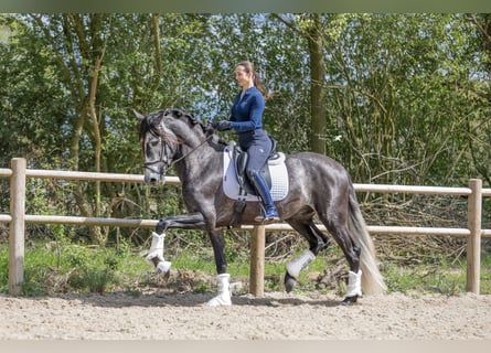 PRE, Caballo castrado, 4 años, 169 cm, Tordo