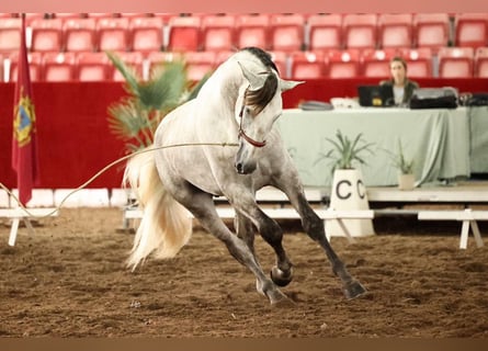 PRE, Caballo castrado, 4 años, 172 cm, Tordo