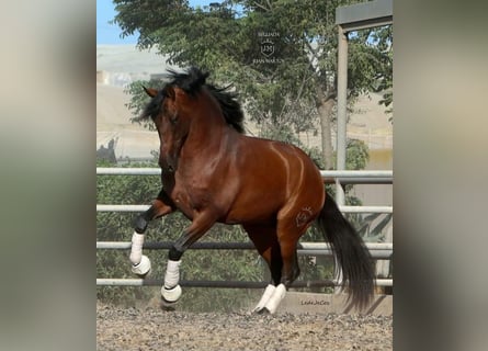 PRE Mestizo, Caballo castrado, 4 años, Castaño