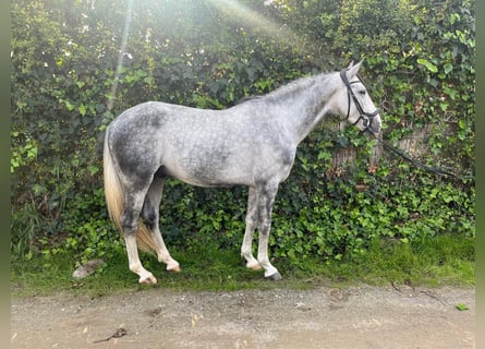 PRE Mestizo, Caballo castrado, 4 años, Tordo ruano