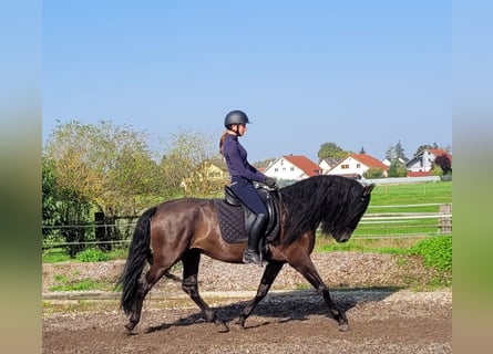 PRE Mestizo, Caballo castrado, 5 años, 158 cm, Negro