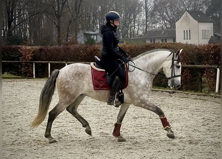 PRE Mestizo, Caballo castrado, 5 años, 158 cm, Tordo
