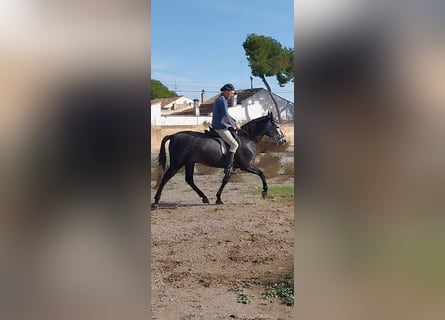 PRE Mestizo, Caballo castrado, 5 años, 158 cm, Tordo rodado