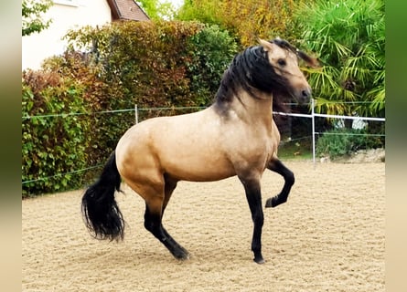 PRE Mestizo, Caballo castrado, 5 años, 159 cm, Buckskin/Bayo