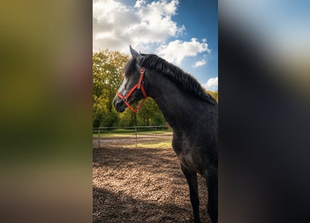 PRE Mestizo, Caballo castrado, 5 años, 160 cm, Tordo