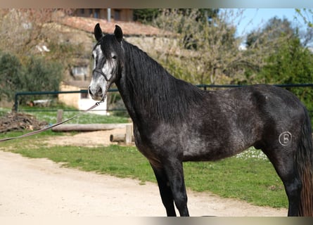 PRE Mestizo, Caballo castrado, 5 años, 160 cm, Tordo rodado
