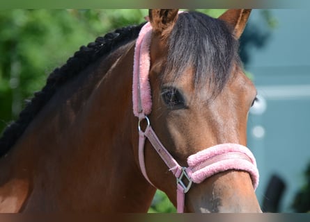 PRE Mestizo, Caballo castrado, 5 años, 161 cm, Castaño