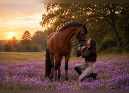 PRE Mestizo, Caballo castrado, 5 años, 161 cm, Castaño