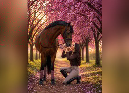 PRE Mestizo, Caballo castrado, 5 años, 161 cm, Castaño