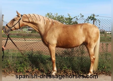 PRE Mestizo, Caballo castrado, 5 años, 161 cm, Palomino